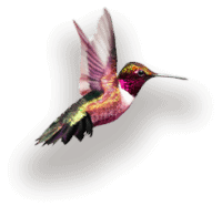 (c) Kolibri-image.com